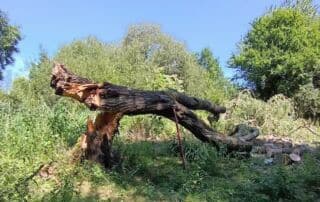 saule 2026